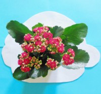 /album/decorazioni-per-feste-con-i-vostri-fotoplani/dscn3135-2-jpg/